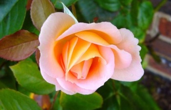 Open Garden for Heads On